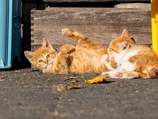 ちょっとだけよー☆