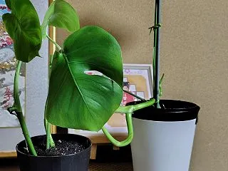 限界を知る…いろんな意味で