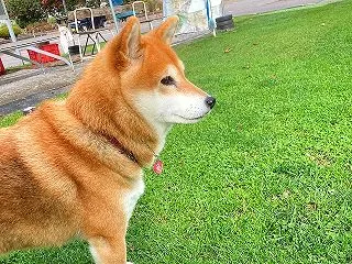 タイヤ交換