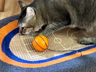 猫用バスケ