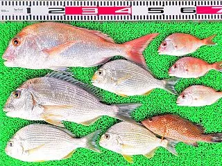 2026年10月25日 釣果