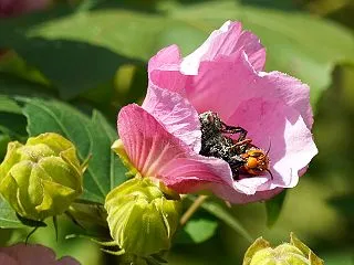 花粉にまみれたオオスズメバチなど（複数枚…