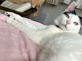 ぷく 振り返る