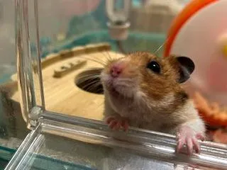 ヤンチャハムスターズ