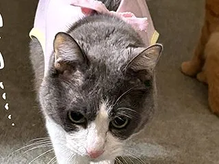 フリース劣化事件と猫長過ぎな話