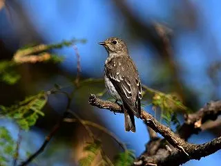 エゾビタキの若鳥
