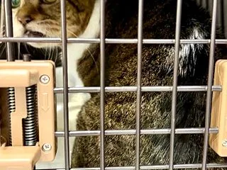 ブーちゃん、抗がん剤治療を一旦延期するこ…