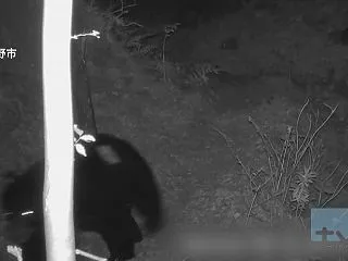 【クマ】秦野市でツキノワグマが再出没…捕…