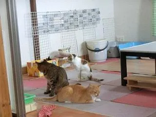 わちゃわちゃな、ご飯時間