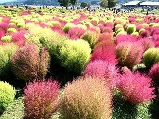もこもこコキアの名所になったね！