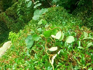 哀愁の欠片41