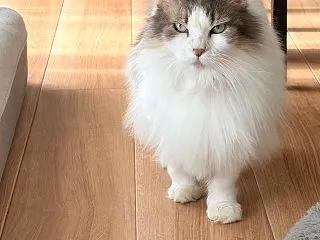 【クッキング】思い出のチキンヌードルスー…