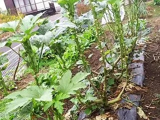 島オクラの整理