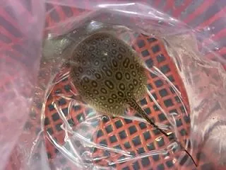 ありがとうございます