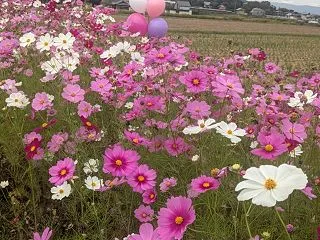 コスモス平原(^o^)