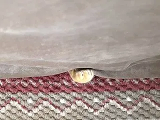 フライングレザー。
