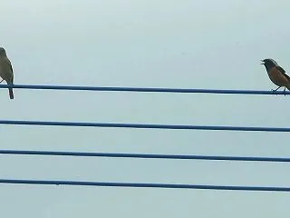 ジョウビタキはいつ見られる？今年もオスと…