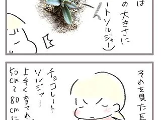 多肉植物との出会い２