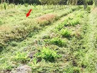 山わさびが生き残ってます...感謝！