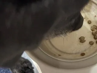 ペロッと完食