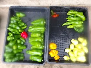畑仕事は間引きしただけだった