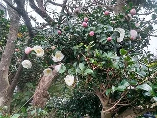 山茶花が咲き進んでいます