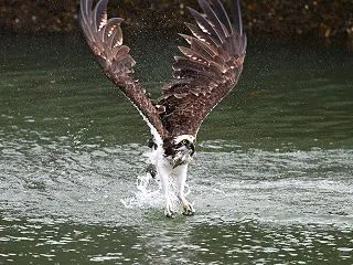 ミサゴ続きます！