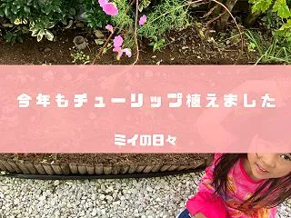 昨年掘り起こしたチューリップを植えました