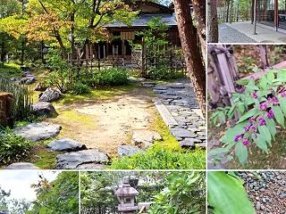 秋散歩⭐︎金澤茶道