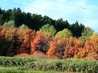 秋色のきじひき高原 2026/10/25…