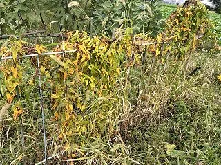 短形自然薯 試し堀