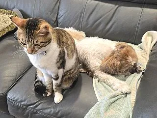 かぼすとはっさくが、おしりくっつけ虫！