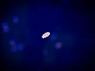 水族館の魚をきれいに撮る方法。娘とカメラ…