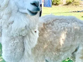 アルパカにどつかれる