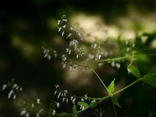 ヒキオコシ