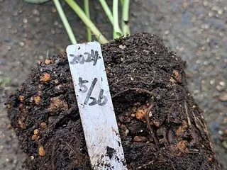 クリスマスローズの植え替えとラックスと看…