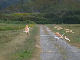朱鷺