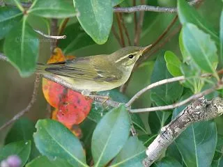 ムシクイ 小さな渡り鳥