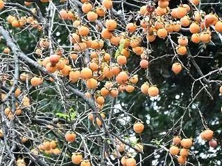 代々木公園の柿の木・千疋屋で1個買う