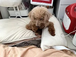これは真似できない