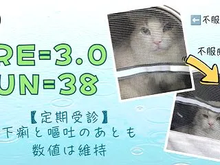 CRE3.0・BUN38｜下痢と嘔吐のあ…
