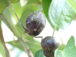 美味しく食べれます