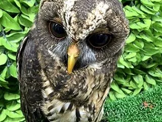 みんなとお話し🦉🎶✨