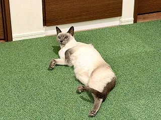ただはるだけ