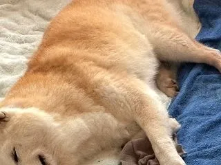 おじやな生活