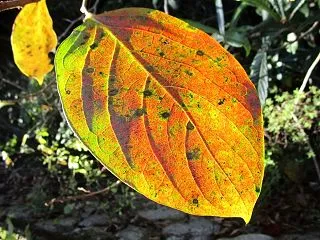 Mailes Davis - Autum…