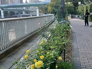 中之島バラ園まで都会のオアシスをお散歩♪