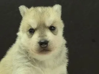 シベリアンハスキーの子犬4頭を新しく掲載…