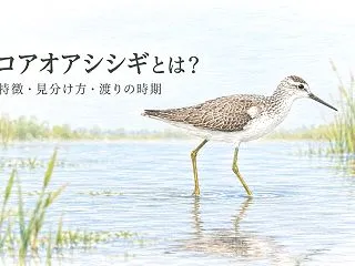 コアオアシシギとは？特徴・幼鳥の見分け方…