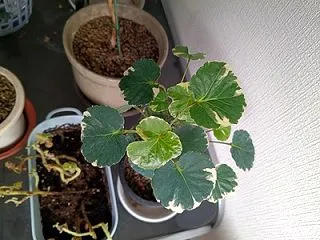 健気組